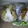 piggie<3