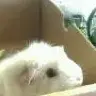 Niclani
