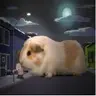 GuineaLuv