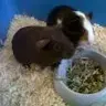 Rosie&Poppy's Mom