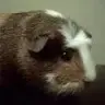 nylyd