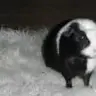 ralf