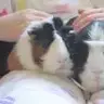pipsmum