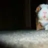 meerschweinschen