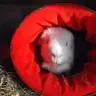 Peggy pig