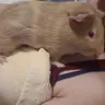proudpigmom