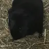 PiggieMadness