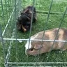 chipanddale1