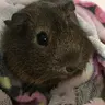 Lilpiggiepig