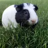 ChesterThePig