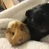 TerryThePiggy