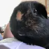TwinkleTheGP