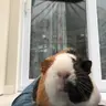 Speedypiggy