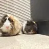 GeraldandBoop