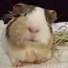 Cavi_luvr