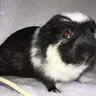 ollieandwinston