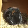 Theraputicpigs