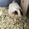 Guinea_TaL