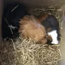 guineapiggooos