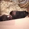 Piggie mama