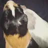 roddiebear