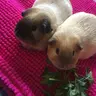 PeggyPudding