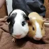 Lovethempiggies