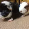 Cookie and oreo