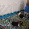 PiGgiEsGalOre14