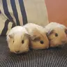 Joandpiggies