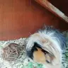 GroovyGuineas