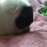 Oreo And Coco