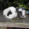 Guineapigsteve