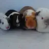 Mumofpiggies