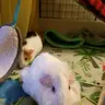 Stinkynthebrain