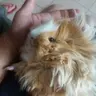 Canela