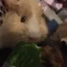 Buddy&Barney