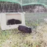 Pepper_and_inky