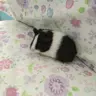 GuineaPigNoob