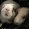 furrypiglets