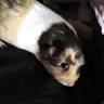 Chicathepiggie