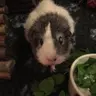 Guinea go