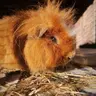 TheBigPig
