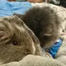 Gandalf
