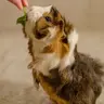 Paigelcoops