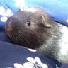 Guineapig10