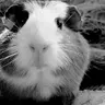 CharliePig