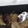 Sophs piggies