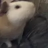PippinTook1