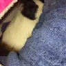 Queensmii